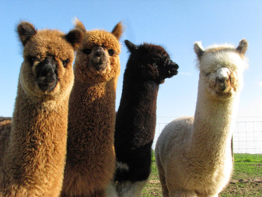 25 Interesting And Fun Facts About Alpacas